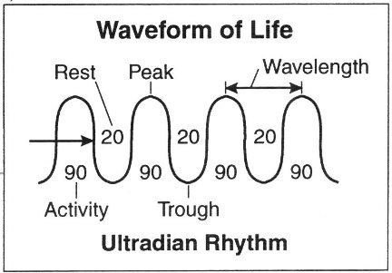ultradian rhythm productivity